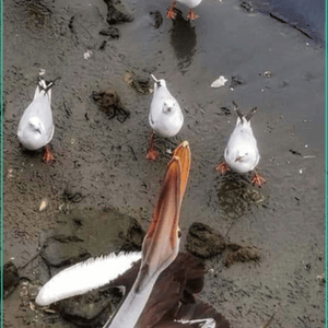 澳洲鵜鶘
又名塘鵝或送子鳥
係一種...