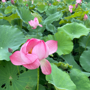 每年6 月就是澳門荷花節，人咁高大大朶荷花極醉人！