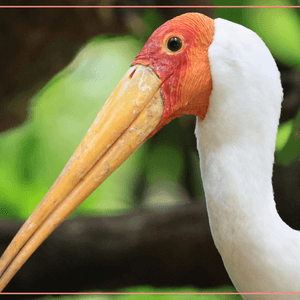 黃嘴䴉鸛
是一種美麗的中型鸛科鳥類...