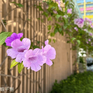 香港賞花 | 坑口文曲里公園 | 蒜香藤