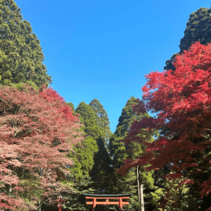 觀賞紅葉風光