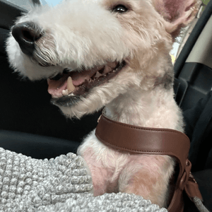 Happy DOG