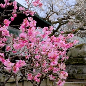 北野天滿宮