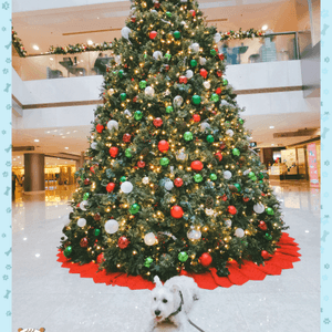 IFC 大型聖誕樹