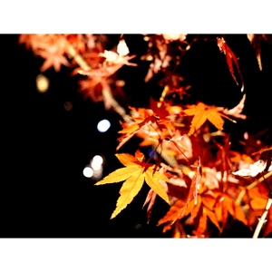 日本紅葉的日與夜🍁