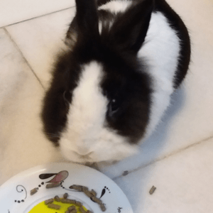 小兔eating篇