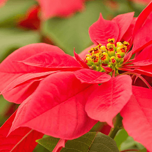 聖誕花五個冷知識：花朵並非紅色！竟然是毒還是藥？