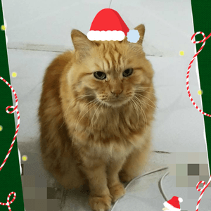 聖誕貓～喵