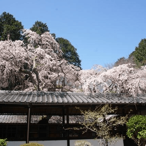 十輪寺櫻花