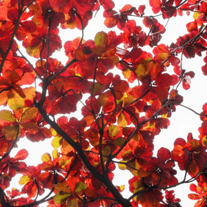 屋村漫步．祕境欖仁樹🍂