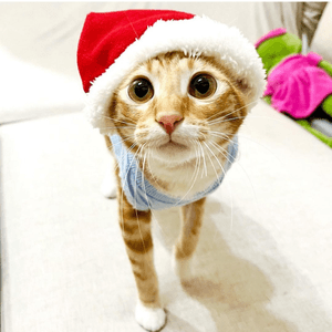 聖誕貓