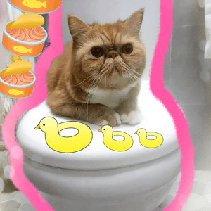 廁所貓保安🛀