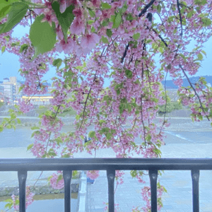 鴨川的櫻花
