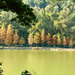 流水響水塘的落羽松開始轉紅啦🧡