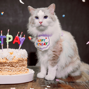 IG: cat.nala.simba
Happy birthday to me...