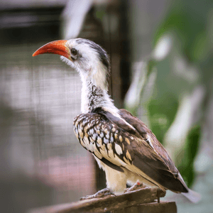 北方紅嘴犀鳥
是一夫一妻制的雀鳥
壽命...