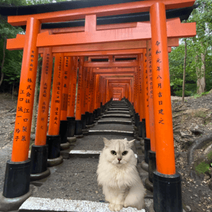 京阪遊