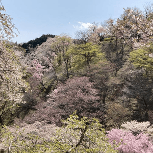 高尾山・桜