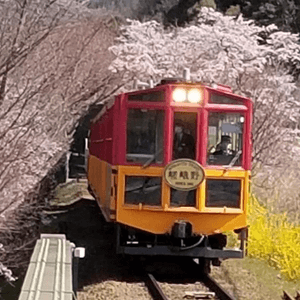 嵐山的竹屋小火車（トロッコ列車）