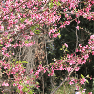 位於赤鱲角的櫻花園