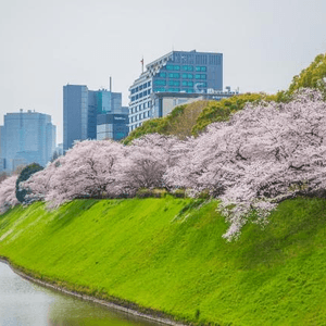 東京的櫻花・千鳥ヶ淵。