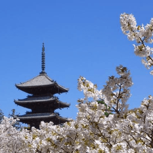 春天京都推薦的散步路線是「KINUKAKE之路」。