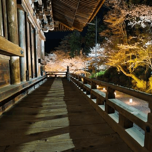 三井寺的夜櫻燈光