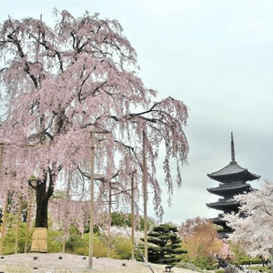 東寺的不二櫻和五重塔