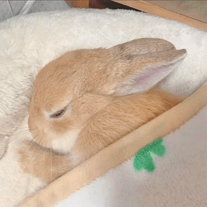 兔兔好可愛啊