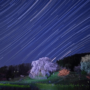 又兵衛櫻的夜晚