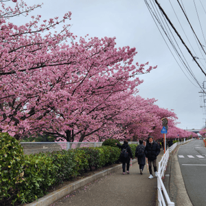 三浦櫻花祭