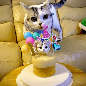 可愛貓兒的生日派對🥳🐱🎂