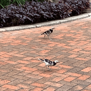 公園靚雀