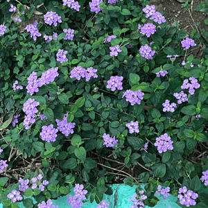 春天帶來大量鮮花