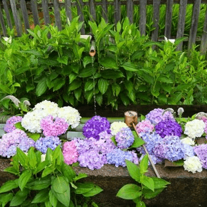 京都的水無月賞紫陽花