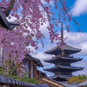 櫻花與八坂塔