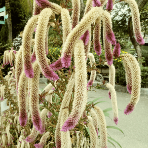 植物噴泉