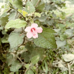 早開了的花朵