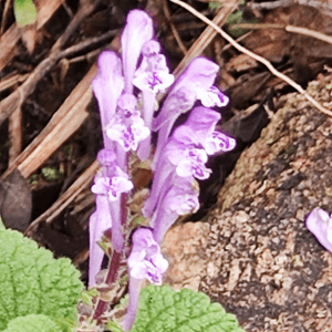 一枝紫花
