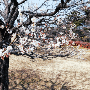 国営ひたち海浜公園~ 3月的梅花
