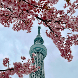 東京賞櫻之旅🌸