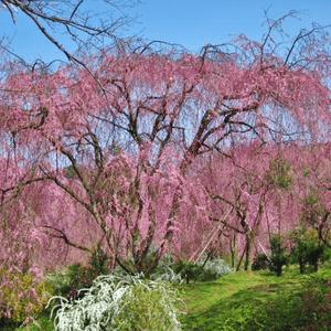 原谷苑的櫻花