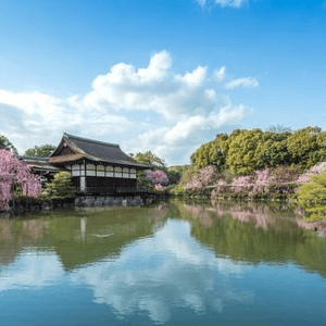 平安神宮之桜