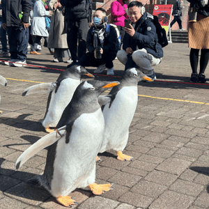 日本北海道