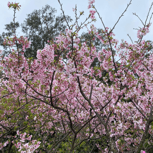 賞櫻花