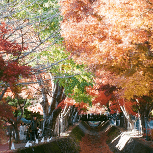 帶住菲林相機遊走東京🗼🎞️