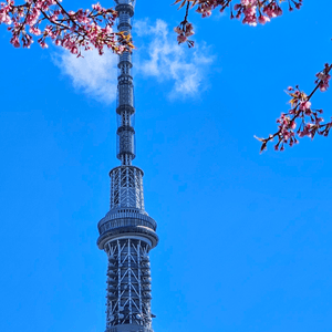 雖然東京天氣仍寒
但是大寒櫻已盛開
...