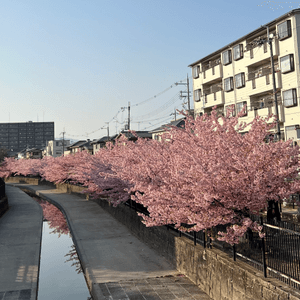 🌸【京都】賞河津櫻首選🌸