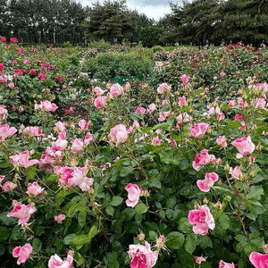 花海😍