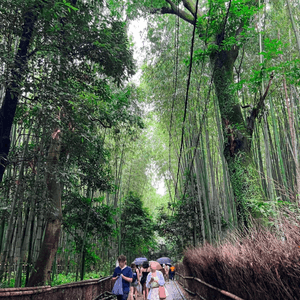 《打卡京都嵐山竹林》